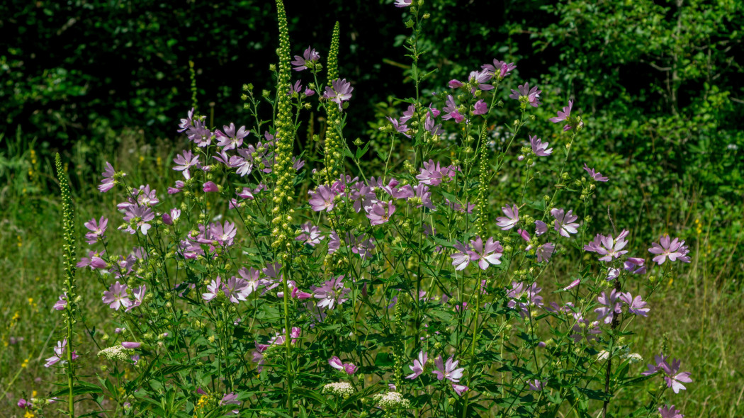 Ślaz dziki (Malva sylvestris)