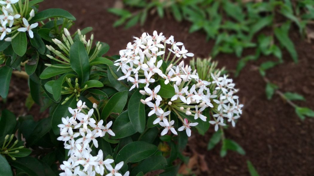 Iksora szkarłatna (Ixora coccinea) o białych kwiatach