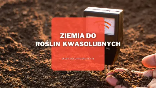 Ziemia do roślin kwasolubnych | Jaką wybrać i gdzie kupić?