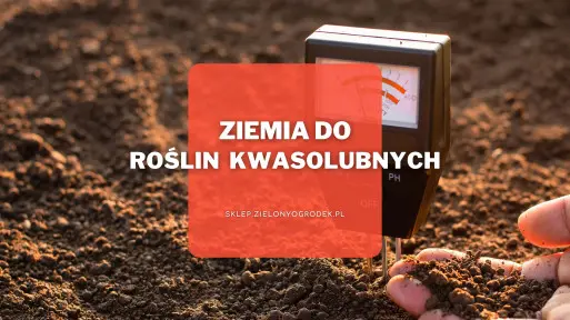 Ziemia do roślin kwasolubnych | Jaką wybrać i gdzie kupić?