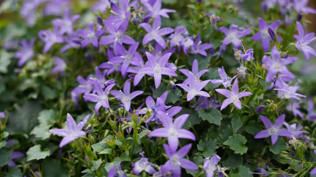 Dzwonek Poszarskiego (Campanula poscharskyana)