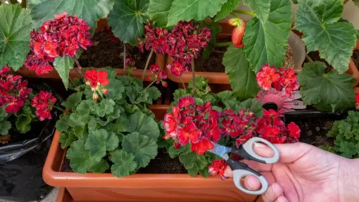 Co zrobić aby pelargonie kwitły dłużej? Ogławianie to nie wszystko