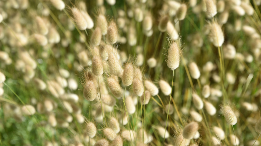 Dmuszek jajowaty (Lagurus ovatus)