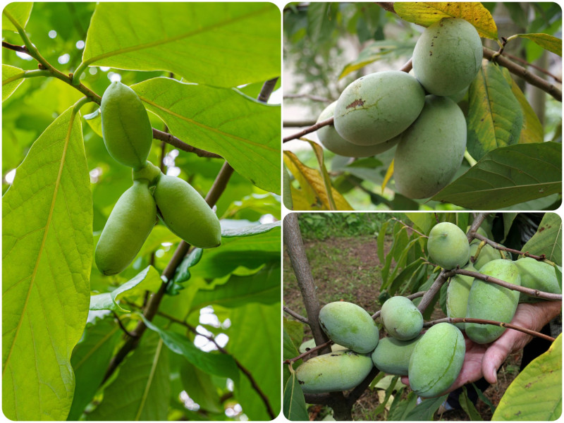 Urodlin trójłatkowy (Asimina triloba) - owoce