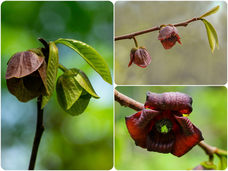 Urodlin trójłatkowy (Asimina triloba) - kwiaty