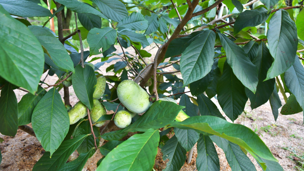 Urodlin trójłatkowy (Asimina triloba)