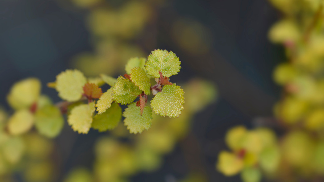 Brzoza karłowata (Betula nana) 'Golden Treasure'