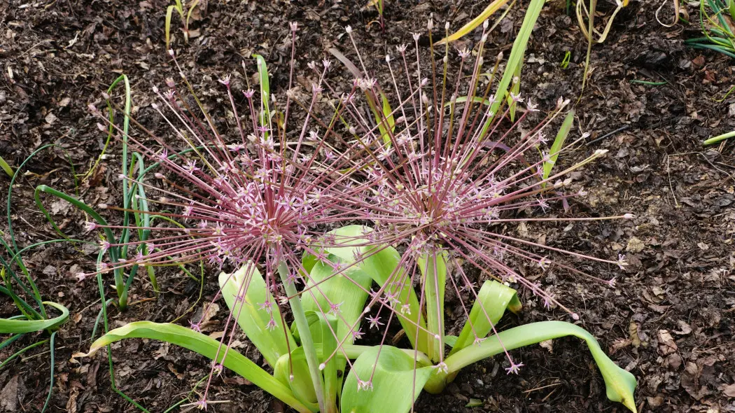 Czosnek Szuberta (Allium schubertii)