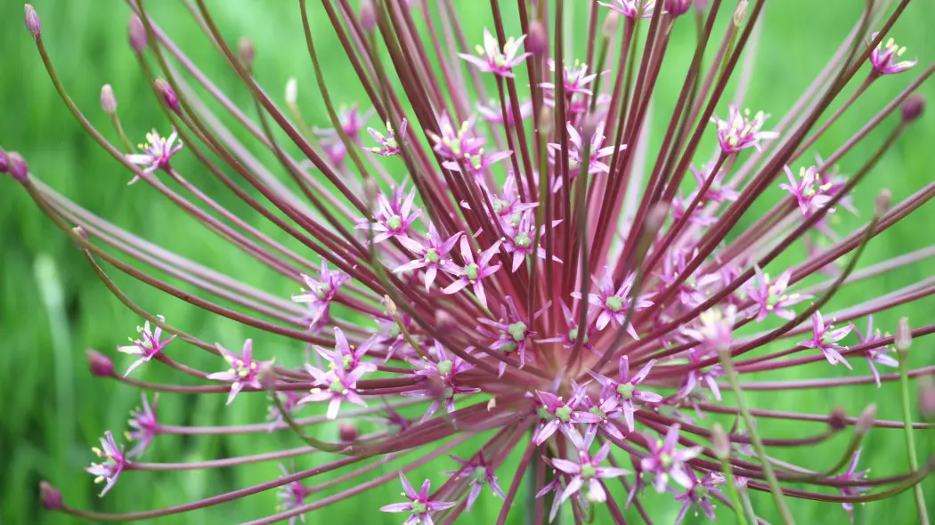Czosnek Szuberta (Allium schubertii)