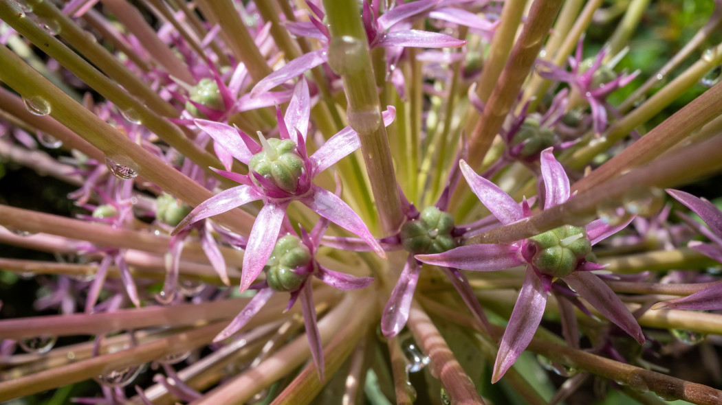 Czosnek Szuberta (Allium schubertii)