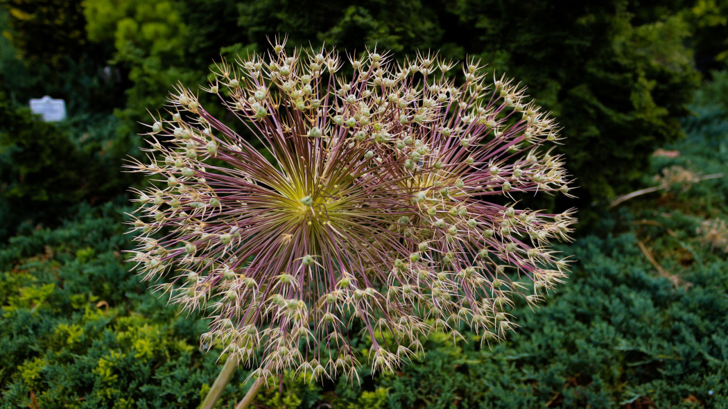 Czosnek Szuberta (Allium schubertii)