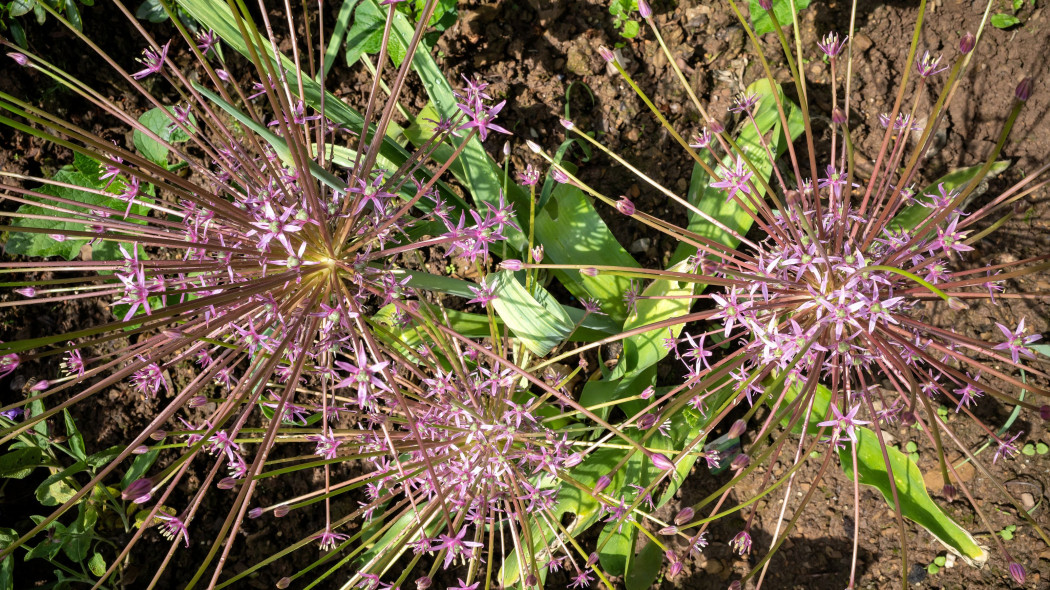 Czosnek Szuberta (Allium schubertii)