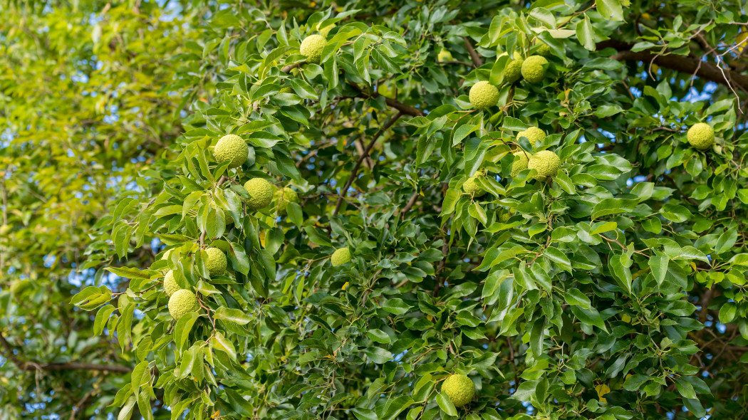 Żółtnica pomarańczowa (Maclura pomifera) - korona drzewa