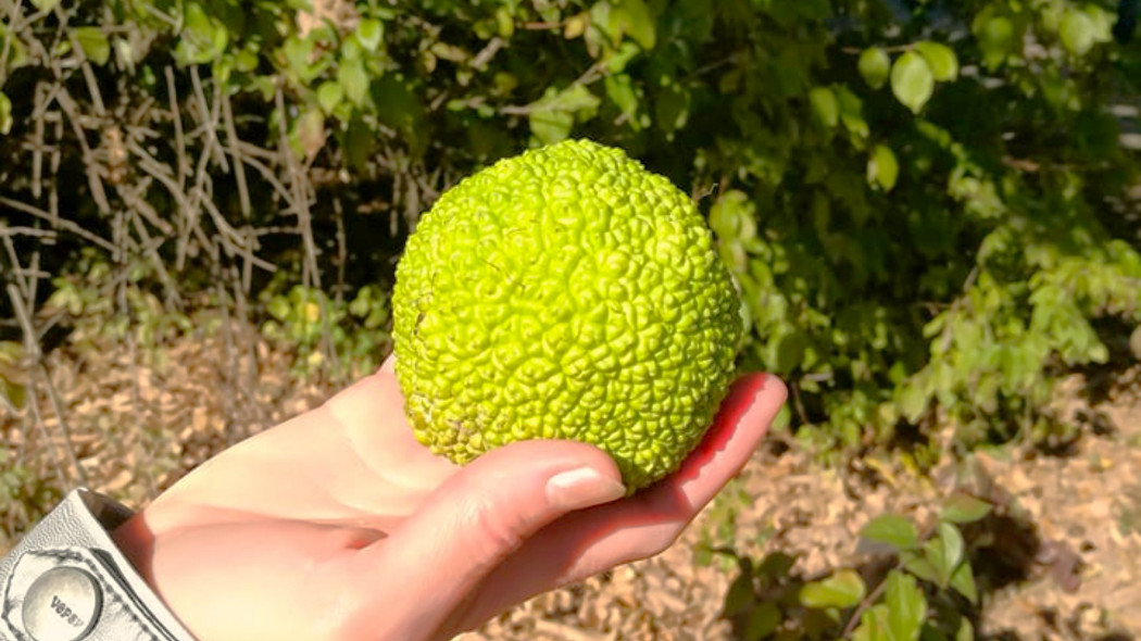 Żółtnica pomarańczowa (Maclura pomifera) - owoc