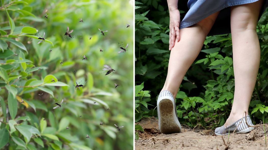 Masz plagę komarów To dlatego, że Twój ogród działa jak magnes na insekty