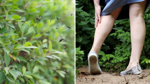 Masz plagę komarów? To dlatego, że Twój ogród działa jak magnes na insekty