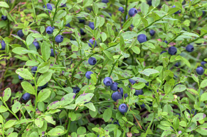 Borówka czarna (Vaccinium myrtillus) czyli czarna jagoda