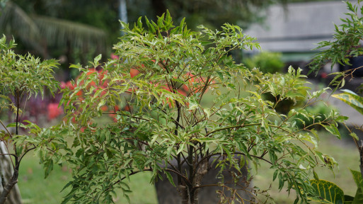 Pietruszkowe bonsai zachwyca i... oczyszcza powietrze? Polyscias ma więcej zalet, niż myślisz