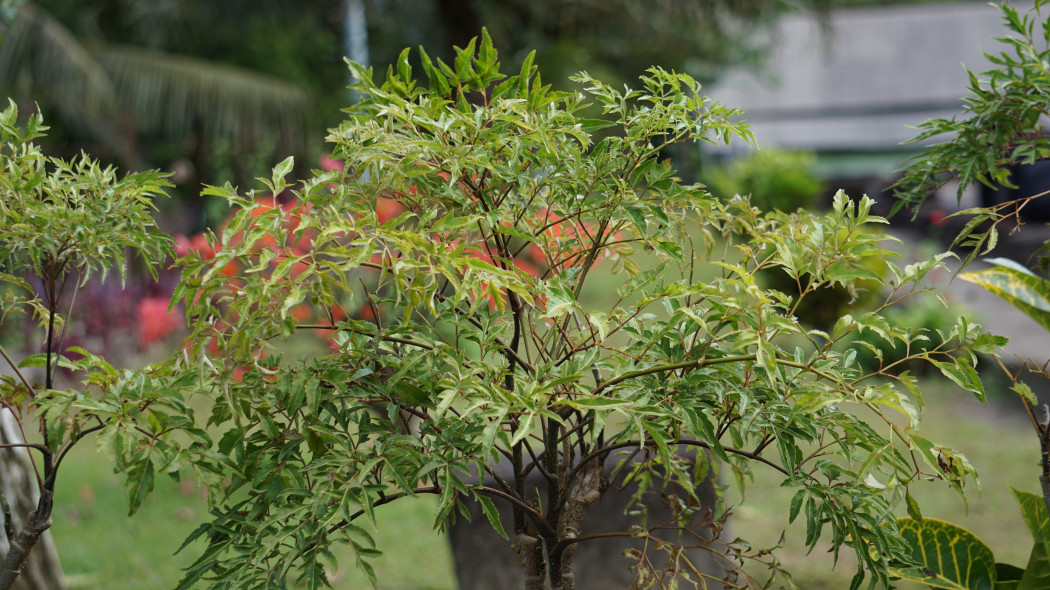 Pietruszkowe bonsai