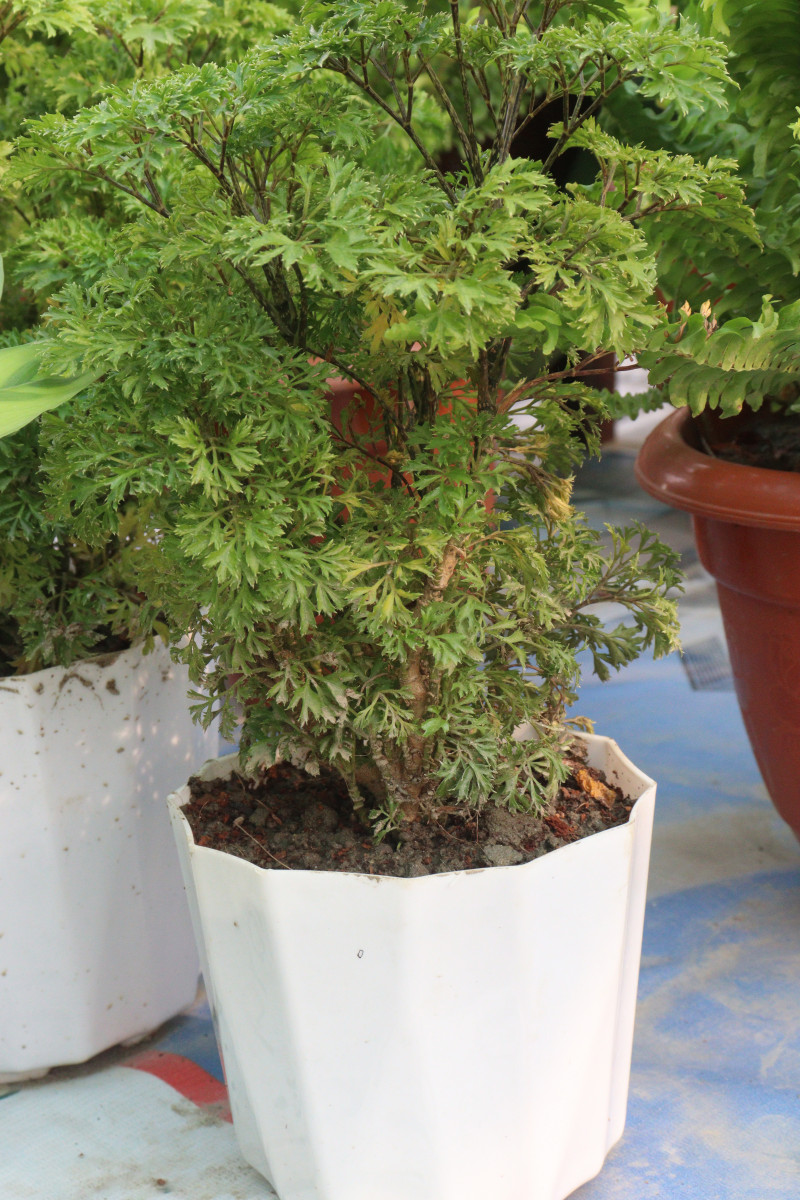 Polyscias bonsai