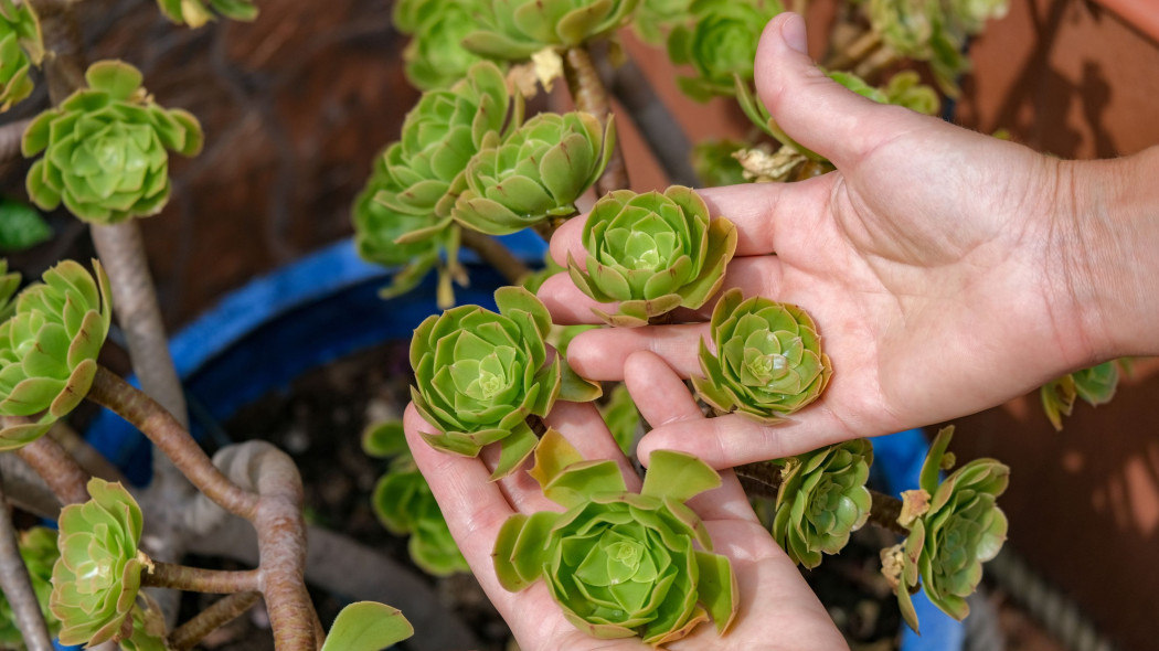 Eonium drzewiaste (Aeonium arboreum)