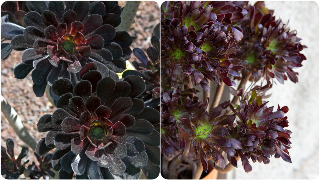 Eonium drzewiaste 'Schwarzkopf'