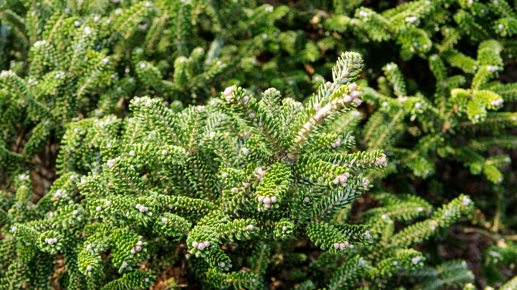 Jodła balsamiczna (Abies balsamea)