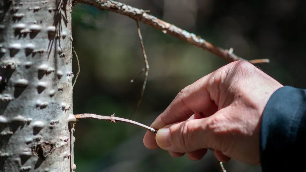 Jodła balsamiczna (Abies balsamea) - kora z pęcherzykami żywicznymi