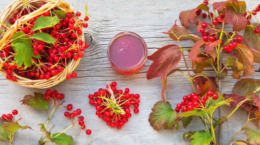 Syrop z kaliny – naturalne wsparcie na kaszel? Uważaj, nie dla każdego