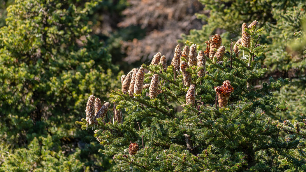 Jodła grecka (Abies cephalonica)