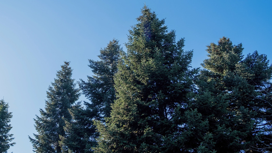 Jodła grecka (Abies cephalonica)