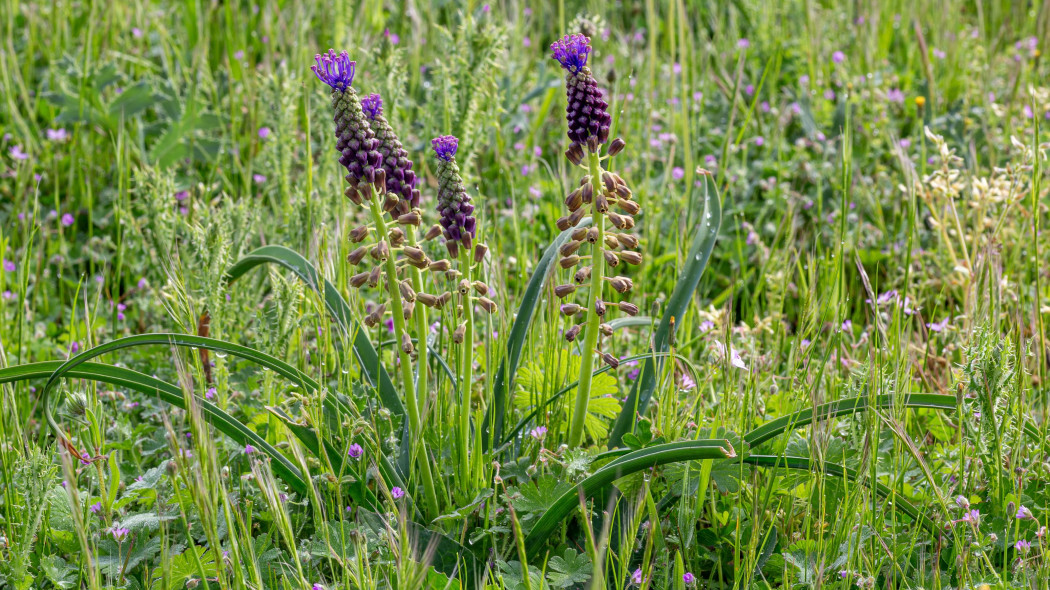 Szafirek miękkolistny (Leopoldia comosa)