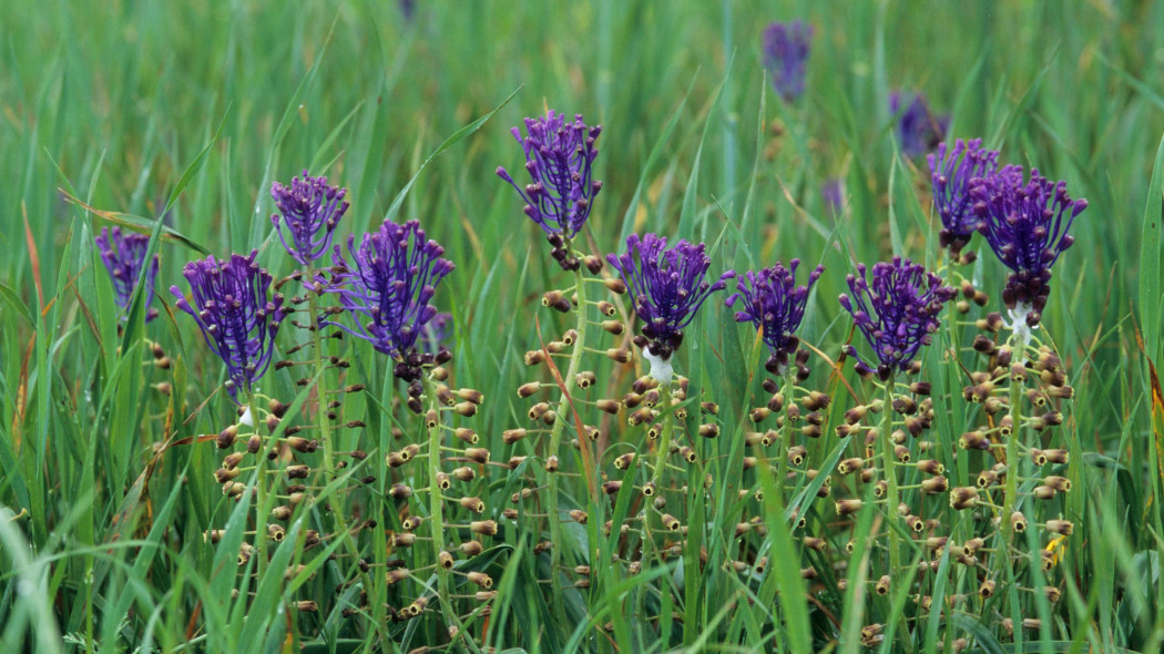 Szafirek miękkolistny (Leopoldia comosa)