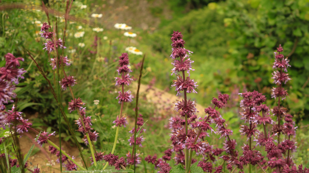 Szałwia okręgowa (Salvia verticillata) o purpurowych kwiatach