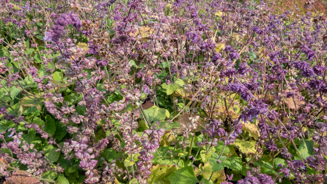 Szałwia okręgowa (Salvia verticillata) 