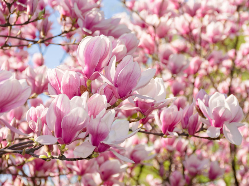 Magnolia pośrednia - Wiosenne drzewo kwitnące na różowo