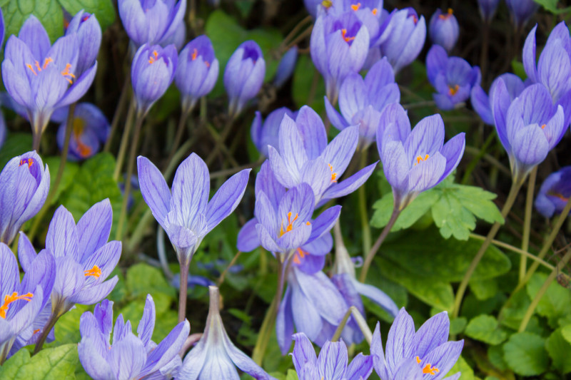Krokus okazały, jesienny (Crocus speciosus)