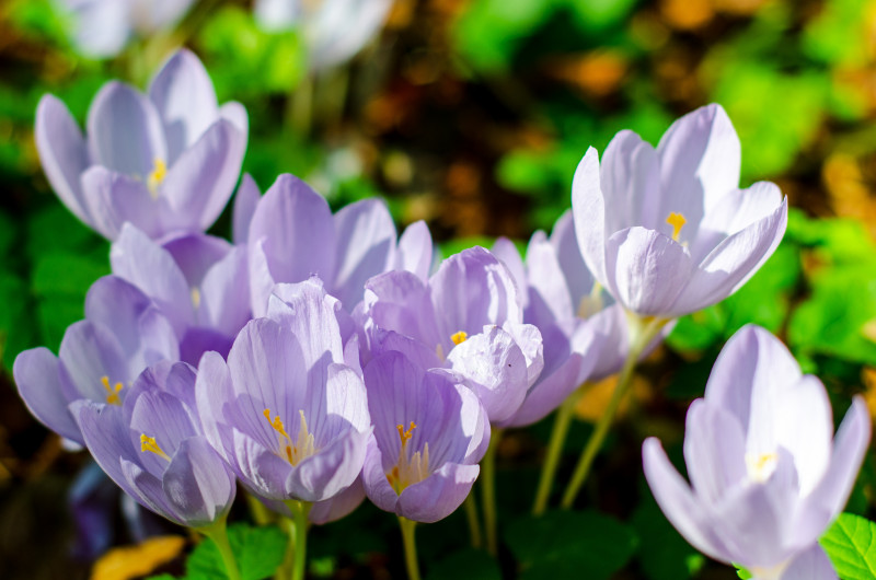 Krokus nadobny (Crocus pulchellus)