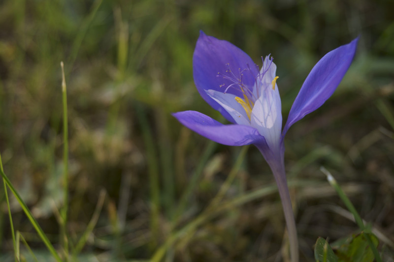 Krokus bizantyjski, Crocus banaticusem