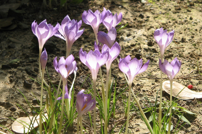 Crocus goulimyi
