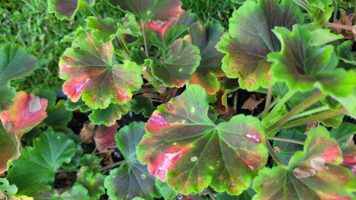 Czerwone plamy na liściach pelargonii – przyczyny i rozwiązania