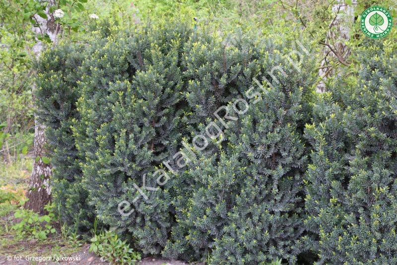 cis pośredni (Taxus xmedia)  'Hillii' w ogrodzie