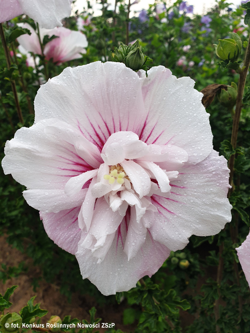 Hibiscus syriacus BEAUTIFULL SEDUCTION