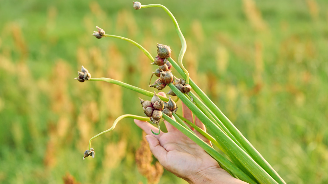 Cebula wielopiętrowa lub piętrowa (Allium proliferum)