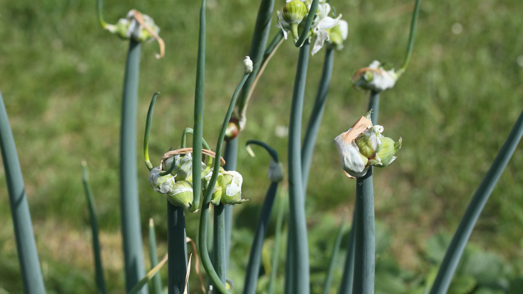 Cebula wielopiętrowa lub piętrowa (Allium proliferum)
