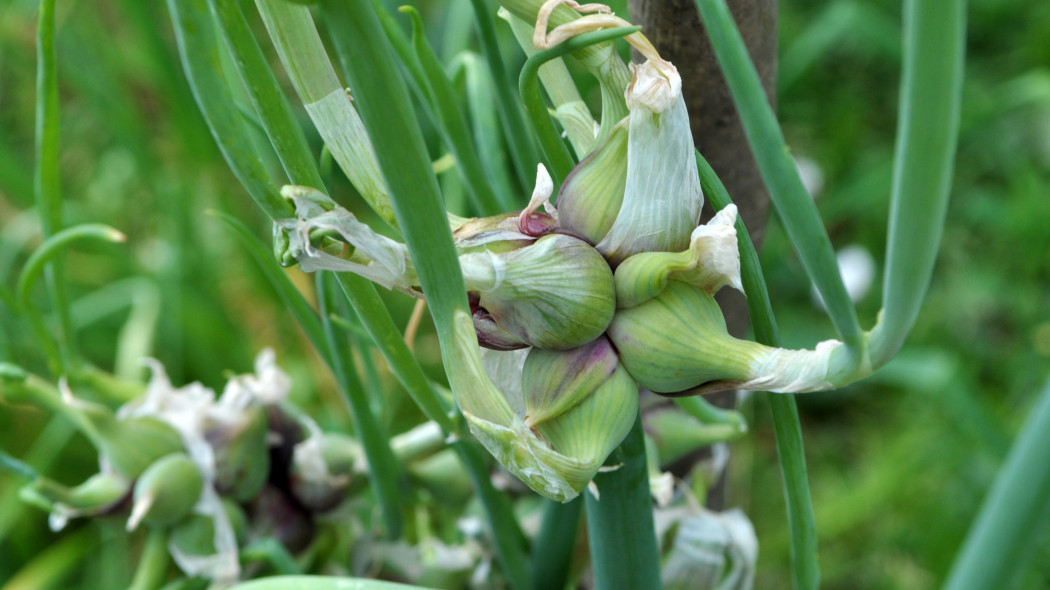 Cebula wielopiętrowa lub piętrowa (Allium proliferum)