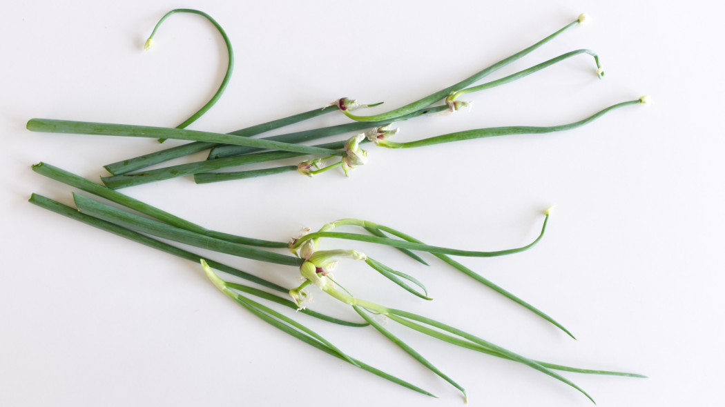 Cebula wielopiętrowa lub piętrowa (Allium proliferum)