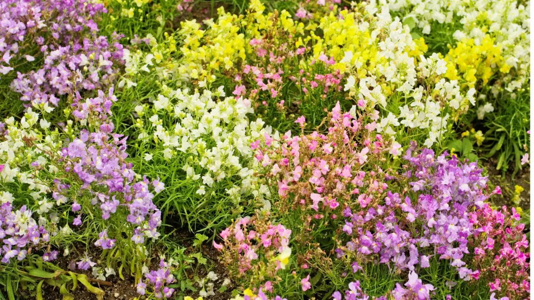 Lnica marokańska (Linaria marocca Toadflax)