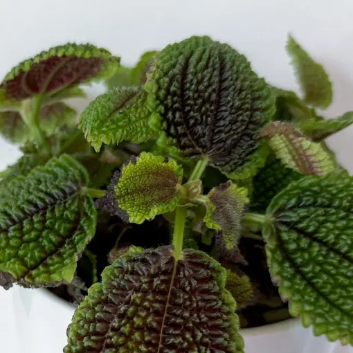 Pilea błyszcząca