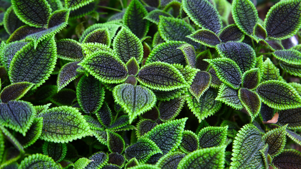 Pilea błyszcząca (Pilea mollis, syn. Pilea involucrata)